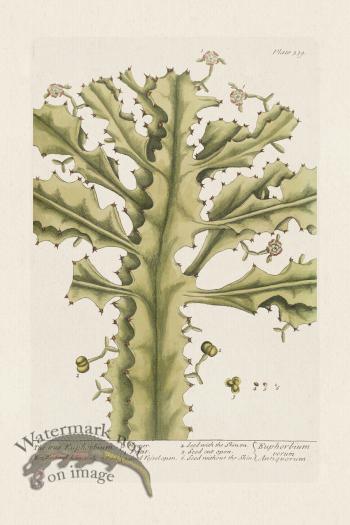 BEE 339 The true Euphorbium